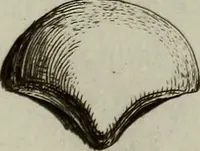 An illustration from Recueil d'antiquités égyptiennes, étrusques, greques et romaines (1752)