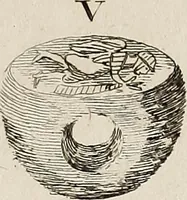 An illustration from Recueil d'antiquités égyptiennes, étrusques, greques et romaines (1752)