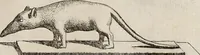 An illustration from Recueil d'antiquités égyptiennes, étrusques, greques et romaines (1752)
