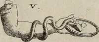 An illustration from Recueil d'antiquités égyptiennes, étrusques, greques et romaines (1752)
