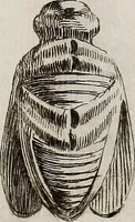 An illustration from Recueil d'antiquités égyptiennes, étrusques, greques et romaines (1752)