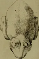 An illustration from Recueil d'antiquités égyptiennes, étrusques, greques et romaines (1752)