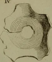 An illustration from Recueil d'antiquités égyptiennes, étrusques, greques et romaines (1752)