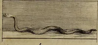 An illustration from Recueil d'antiquités égyptiennes, étrusques, greques et romaines (1752)