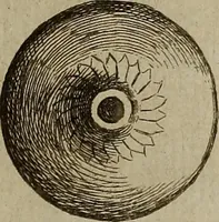 An illustration from Recueil d'antiquités égyptiennes, étrusques, greques et romaines (1752)