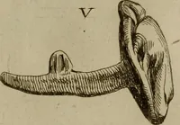 An illustration from Recueil d'antiquités égyptiennes, étrusques, greques et romaines (1752)
