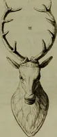 An illustration from Recueil d'antiquités égyptiennes, étrusques, greques et romaines (1752)