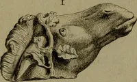 An illustration from Recueil d'antiquités égyptiennes, étrusques, greques et romaines (1752)