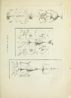 An illustration from Recueil d'antiquités romaines, ou, Voyage d'Italie : composé de 60 planches : dans lequel on trouve divers vases, autels, trepieds, arabesques et autres sujets gravés d'après les dessins que differens artistes ont fait pendant leur séjour en Italie, lesquels jusqu'à présent n'ont point encore été gravés (1771)