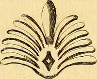 An illustration from Recueil d'antiquités égyptiennes, étrusques, greques et romaines (1752)