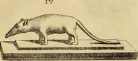 An illustration from Recueil d'antiquités égyptiennes, étrusques, greques et romaines (1752)