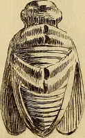 An illustration from Recueil d'antiquités égyptiennes, étrusques, greques et romaines (1752)