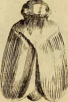 An illustration from Recueil d'antiquités égyptiennes, étrusques, greques et romaines (1752)