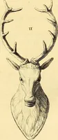 An illustration from Recueil d'antiquités égyptiennes, étrusques, greques et romaines (1752)