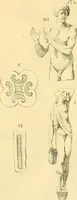 Picture 157 of 226 from Recueil d'antiquités égyptiennes, étrusques, greques et romaines (1752), leaf 462