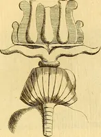 An illustration from Recueil d'antiquités égyptiennes, étrusques, greques et romaines (1752)