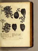 Picture 2 of 18 from Recueil de divers voyages faits en Afrique et en l'Amerique, qui n'on t point esté encore publiez; : contenant l'origine, les moeurs, les coûtumes & le commerce des habitans de ces deux parties du monde. : Avec des traitez curieux touchant la Haute Ethyopie, le débordement du Nil, la mer Rouge, & le Prete-Jean. : Le tout enrichi de figures, & de cartes geographiques, qui servent à l'intelligence des choses contenuës en ce volume (1674), leaf 165