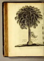An illustration from Recueil de divers voyages faits en Afrique et en l'Amerique, qui n'on t point esté encore publiez; : contenant l'origine, les moeurs, les coûtumes & le commerce des habitans de ces deux parties du monde. : Avec des traitez curieux touchant la Haute Ethyopie, le débordement du Nil, la mer Rouge, & le Prete-Jean. : Le tout enrichi de figures, & de cartes geographiques, qui servent à l'intelligence des choses contenuës en ce volume (1674)