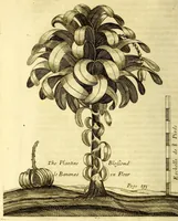 Picture 4 of 18 from Recueil de divers voyages faits en Afrique et en l'Amerique, qui n'on t point esté encore publiez; : contenant l'origine, les moeurs, les coûtumes & le commerce des habitans de ces deux parties du monde. : Avec des traitez curieux touchant la Haute Ethyopie, le débordement du Nil, la mer Rouge, & le Prete-Jean. : Le tout enrichi de figures, & de cartes geographiques, qui servent à l'intelligence des choses contenuës en ce volume (1674), leaf 186