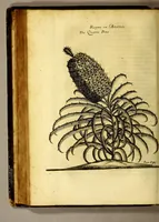 An illustration from Recueil de divers voyages faits en Afrique et en l'Amerique, qui n'on t point esté encore publiez; : contenant l'origine, les moeurs, les coûtumes & le commerce des habitans de ces deux parties du monde. : Avec des traitez curieux touchant la Haute Ethyopie, le débordement du Nil, la mer Rouge, & le Prete-Jean. : Le tout enrichi de figures, & de cartes geographiques, qui servent à l'intelligence des choses contenuës en ce volume (1674)
