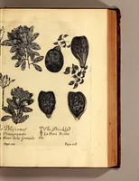An illustration from Recueil de divers voyages faits en Afrique et en l'Amerique, qui n'on t point esté encore publiez; : contenant l'origine, les moeurs, les coûtumes & le commerce des habitans de ces deux parties du monde. : Avec des traitez curieux touchant la Haute Ethyopie, le débordement du Nil, la mer Rouge, & le Prete-Jean. : Le tout enrichi de figures, & de cartes geographiques, qui servent à l'intelligence des choses contenuës en ce volume (1684)
