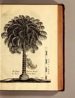 An illustration from Recueil de divers voyages faits en Afrique et en l'Amerique, qui n'on t point esté encore publiez; : contenant l'origine, les moeurs, les coûtumes & le commerce des habitans de ces deux parties du monde. : Avec des traitez curieux touchant la Haute Ethyopie, le débordement du Nil, la mer Rouge, & le Prete-Jean. : Le tout enrichi de figures, & de cartes geographiques, qui servent à l'intelligence des choses contenuës en ce volume (1684)