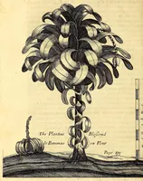 Picture 10 of 19 from Recueil de divers voyages faits en Afrique et en l'Amerique, qui n'on t point esté encore publiez; : contenant l'origine, les moeurs, les coûtumes & le commerce des habitans de ces deux parties du monde. : Avec des traitez curieux touchant la Haute Ethyopie, le débordement du Nil, la mer Rouge, & le Prete-Jean. : Le tout enrichi de figures, & de cartes geographiques, qui servent à l'intelligence des choses contenuës en ce volume (1684), leaf 164