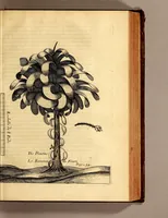 An illustration from Recueil de divers voyages faits en Afrique et en l'Amerique, qui n'on t point esté encore publiez; : contenant l'origine, les moeurs, les coûtumes & le commerce des habitans de ces deux parties du monde. : Avec des traitez curieux touchant la Haute Ethyopie, le débordement du Nil, la mer Rouge, & le Prete-Jean. : Le tout enrichi de figures, & de cartes geographiques, qui servent à l'intelligence des choses contenuës en ce volume (1684)