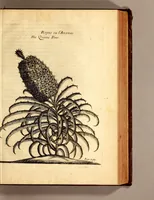 An illustration from Recueil de divers voyages faits en Afrique et en l'Amerique, qui n'on t point esté encore publiez; : contenant l'origine, les moeurs, les coûtumes & le commerce des habitans de ces deux parties du monde. : Avec des traitez curieux touchant la Haute Ethyopie, le débordement du Nil, la mer Rouge, & le Prete-Jean. : Le tout enrichi de figures, & de cartes geographiques, qui servent à l'intelligence des choses contenuës en ce volume (1684)