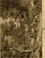 An illustration from Recueil d'estampes gravées d'après les tableaux du cabinet de Monseigneur le duc de Choiseul (1771)