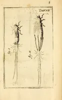 An illustration from Recueil de voyages (1681)