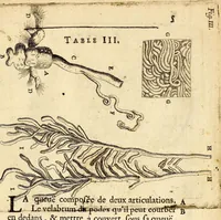 An illustration from Recueil de voyages (1681)