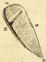 Picture 9 of 10 from Recueil de voyages (1681), leaf 175