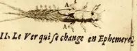 Picture 4 of 7 from Recueil de voyages (1681), leaf 153