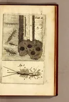 An illustration from Recueil de voyages (1681)