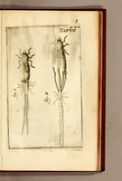 An illustration from Recueil de voyages (1681)