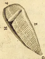An illustration from Recueil de voyages (1681)