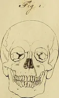 An illustration from Redenvoeringen van wylen Petrus Camper, over de wyze, om de onderscheidene hartstogten op onze wezens te verbeelden : over de verbaazende overeenkomst tusschen de viervoetige dieren, de vogelen, de visschen en den mensch, en over het gedaante schoon : gehouden in de Teken Academie te Amsterdam (1792)