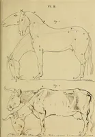 An illustration from Redenvoeringen van wylen Petrus Camper, over de wyze, om de onderscheidene hartstogten op onze wezens te verbeelden : over de verbaazende overeenkomst tusschen de viervoetige dieren, de vogelen, de visschen en den mensch, en over het gedaante schoon : gehouden in de Teken Academie te Amsterdam (1792)
