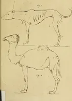An illustration from Redenvoeringen van wylen Petrus Camper, over de wyze, om de onderscheidene hartstogten op onze wezens te verbeelden : over de verbaazende overeenkomst tusschen de viervoetige dieren, de vogelen, de visschen en den mensch, en over het gedaante schoon : gehouden in de Teken Academie te Amsterdam (1792)