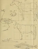 An illustration from Redenvoeringen van wylen Petrus Camper, over de wyze, om de onderscheidene hartstogten op onze wezens te verbeelden : over de verbaazende overeenkomst tusschen de viervoetige dieren, de vogelen, de visschen en den mensch, en over het gedaante schoon : gehouden in de Teken Academie te Amsterdam (1792)