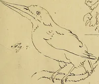 An illustration from Redenvoeringen van wylen Petrus Camper, over de wyze, om de onderscheidene hartstogten op onze wezens te verbeelden : over de verbaazende overeenkomst tusschen de viervoetige dieren, de vogelen, de visschen en den mensch, en over het gedaante schoon : gehouden in de Teken Academie te Amsterdam (1792)