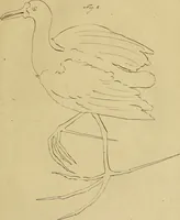 An illustration from Redenvoeringen van wylen Petrus Camper, over de wyze, om de onderscheidene hartstogten op onze wezens te verbeelden : over de verbaazende overeenkomst tusschen de viervoetige dieren, de vogelen, de visschen en den mensch, en over het gedaante schoon : gehouden in de Teken Academie te Amsterdam (1792)