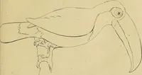 An illustration from Redenvoeringen van wylen Petrus Camper, over de wyze, om de onderscheidene hartstogten op onze wezens te verbeelden : over de verbaazende overeenkomst tusschen de viervoetige dieren, de vogelen, de visschen en den mensch, en over het gedaante schoon : gehouden in de Teken Academie te Amsterdam (1792)