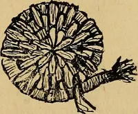 An illustration from Reed and raffia construction work in primary schools; a practical manual especially for primary-kindergarten teachers .. (1904)