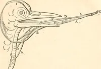 An illustration from Regiæ Scientiarum Academiæ Historia (1698)