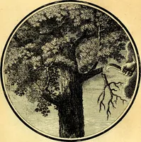 Picture 95 of 191 from Regvla emblematica sancti Benedicti (1780), leaf 204