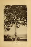 An illustration from Reisebilder aus Liberia : Resultate geographischer, naturwissenschaftlicher und ethnographischer untersuchungen während der jahre 1879-1882 und 1886-1887 (1890)