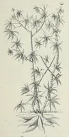 Picture 2 of 15 from Reisebilder aus Liberia : Resultate geographischer, naturwissenschaftlicher und ethnographischer untersuchungen während der jahre 1879-1882 und 1886-1887 (1890), leaf 143