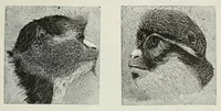 An illustration from Reisebilder aus Liberia : Resultate geographischer, naturwissenschaftlicher und ethnographischer untersuchungen während der jahre 1879-1882 und 1886-1887 (1890)